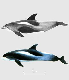 delfin pico blanco Lagenorhynchus albirostris