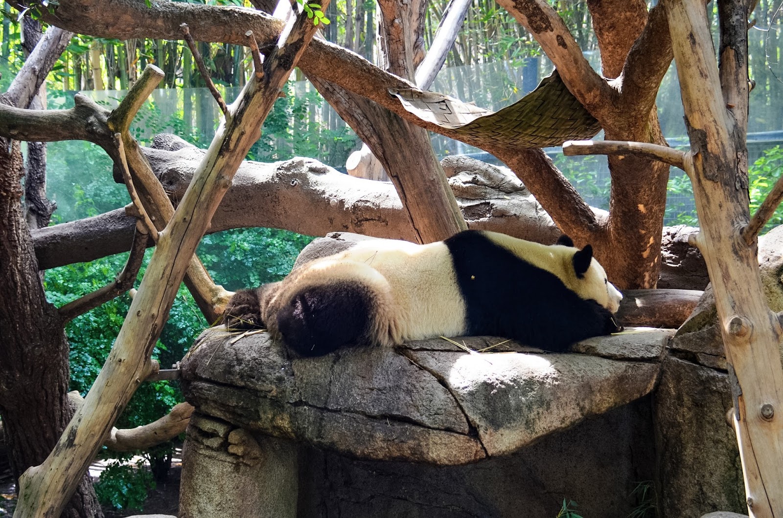 The World Famous San Diego Zoo Explore Shaw