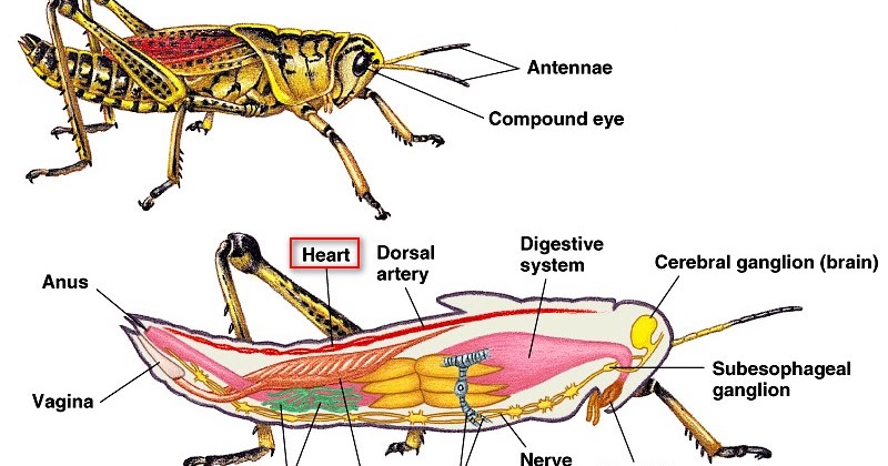 Alat Pernapasan Hewan Dan Penjelasannya Artikel Lengkap Kampung Ilmu Artikel Motivasi Motivasi Belajar Materi Pelajaran