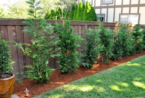 Natural Hedges To Block Neighbors Privacy Wall Garden Ideas