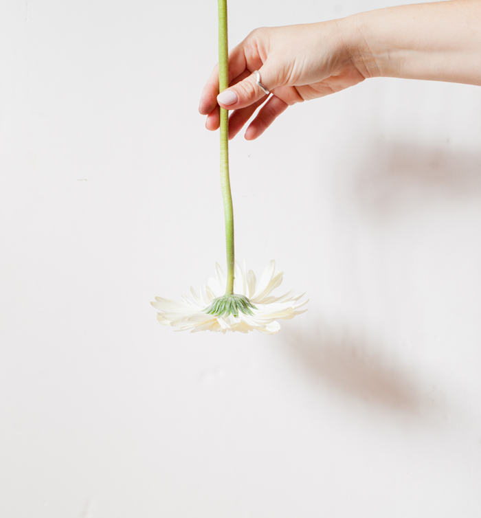holding gebera upside down white gerbera white background