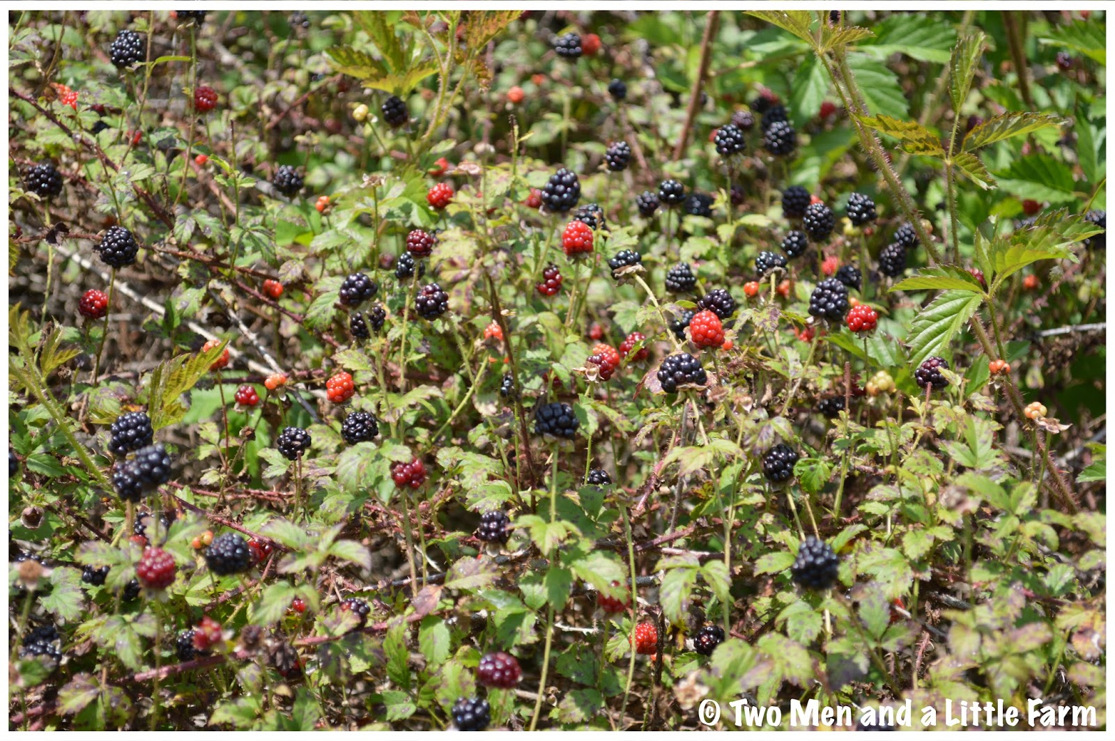 Two Men and a Little Farm DEWBERRY GATHERING WEEKEND ONE