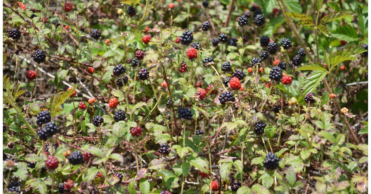 Two Men and a Little Farm DEWBERRY GATHERING WEEKEND ONE