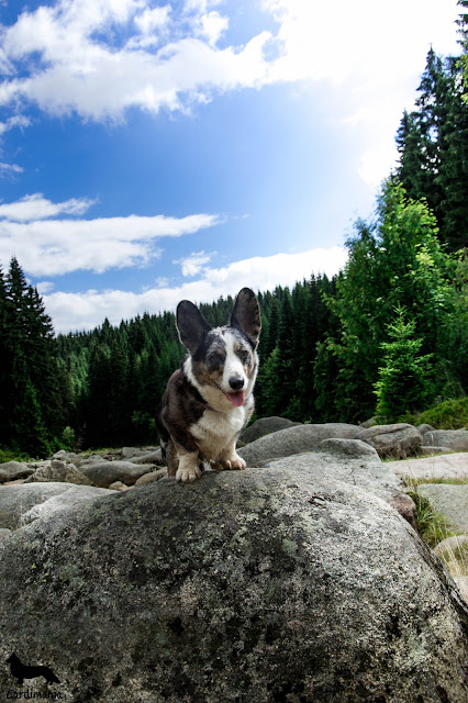Izery izery, góry, podróże z psem, z psem w podróży, wakacje z psem, z psem na wakacje, z psem na urlop, w góry z psem, izery z psem, karkonosze z psem, sudety z psem, cardimania, welsh corgi cardigan, cardigan, corgi, pies, psy, futra