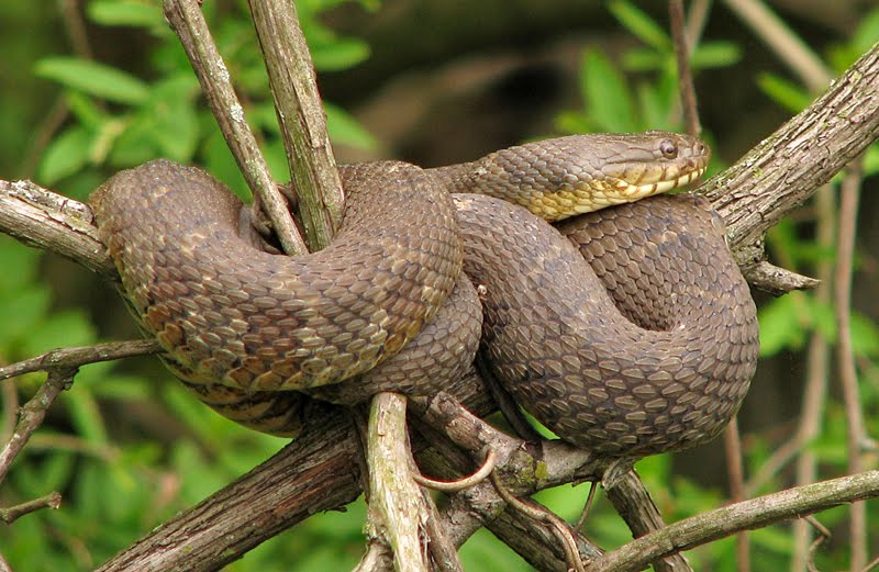 lots of snakes on trail lots of snakes on trail