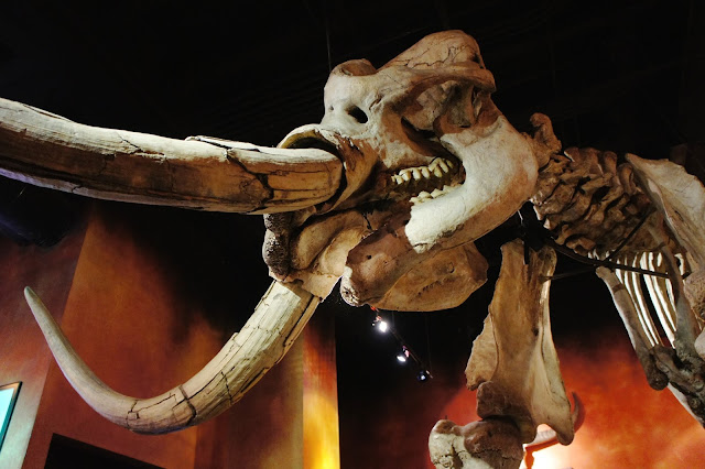 Mastodon Ripley's Odditorium in Downtown San Antonio Review and Discount Online Tickets