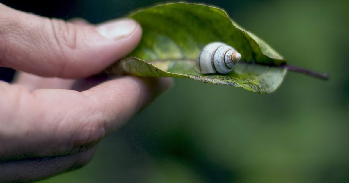 Book Junkie the last Hawaiian tree snail, dies; species extinct