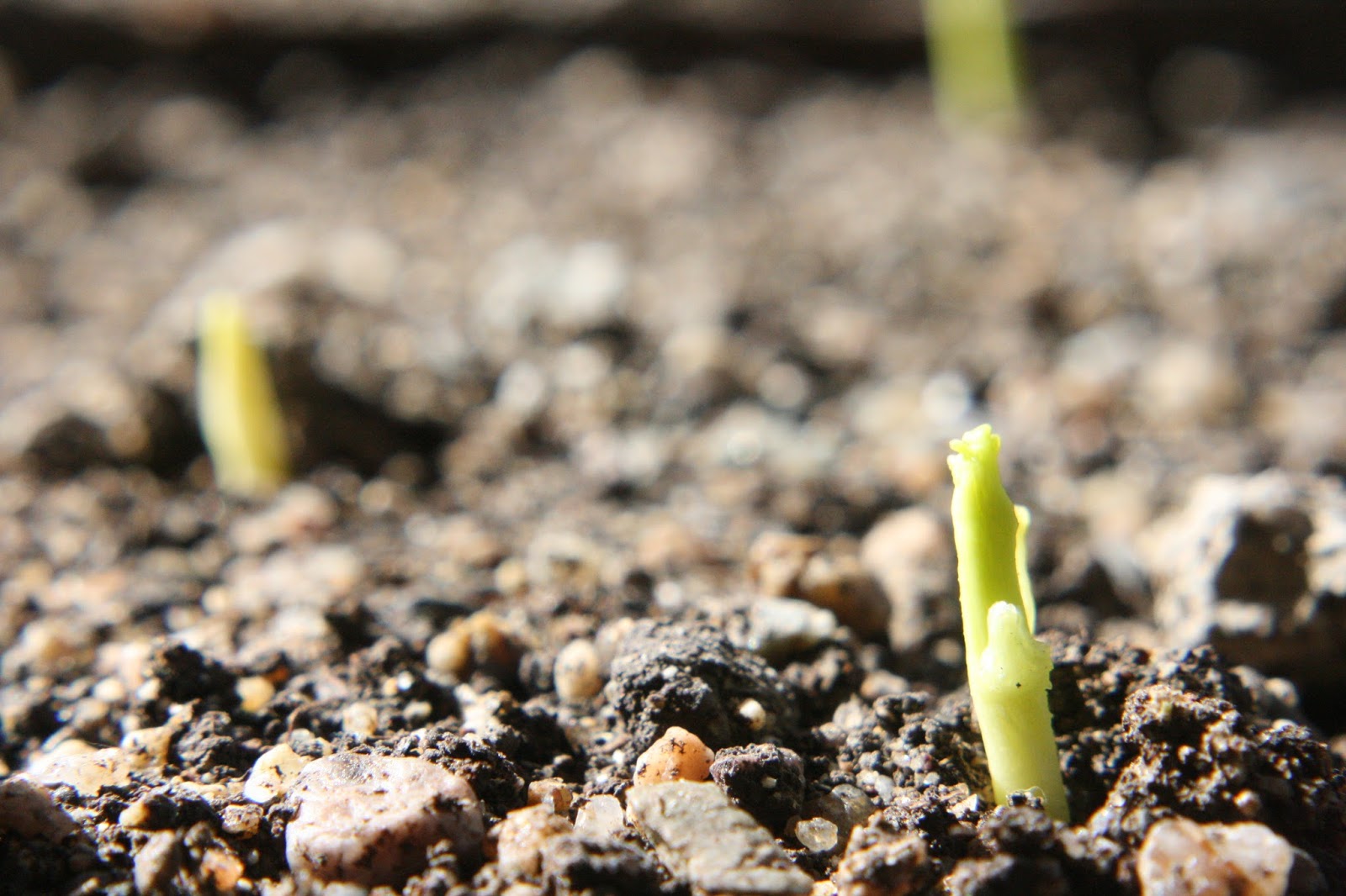 Balkan Ecology Project Soil Temperature and Seed Germination