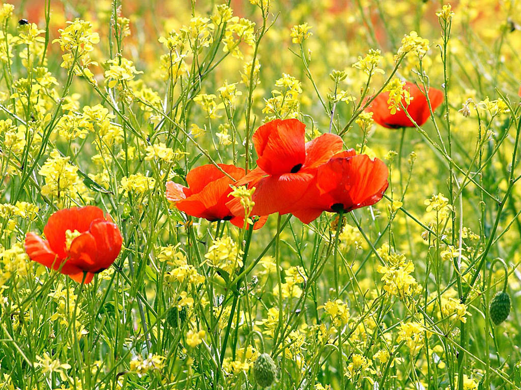 Wallpapers Poppy Flowers Desktop Wallpapers HD Wallpapers Download Free Map Images Wallpaper [wallpaper376.blogspot.com]