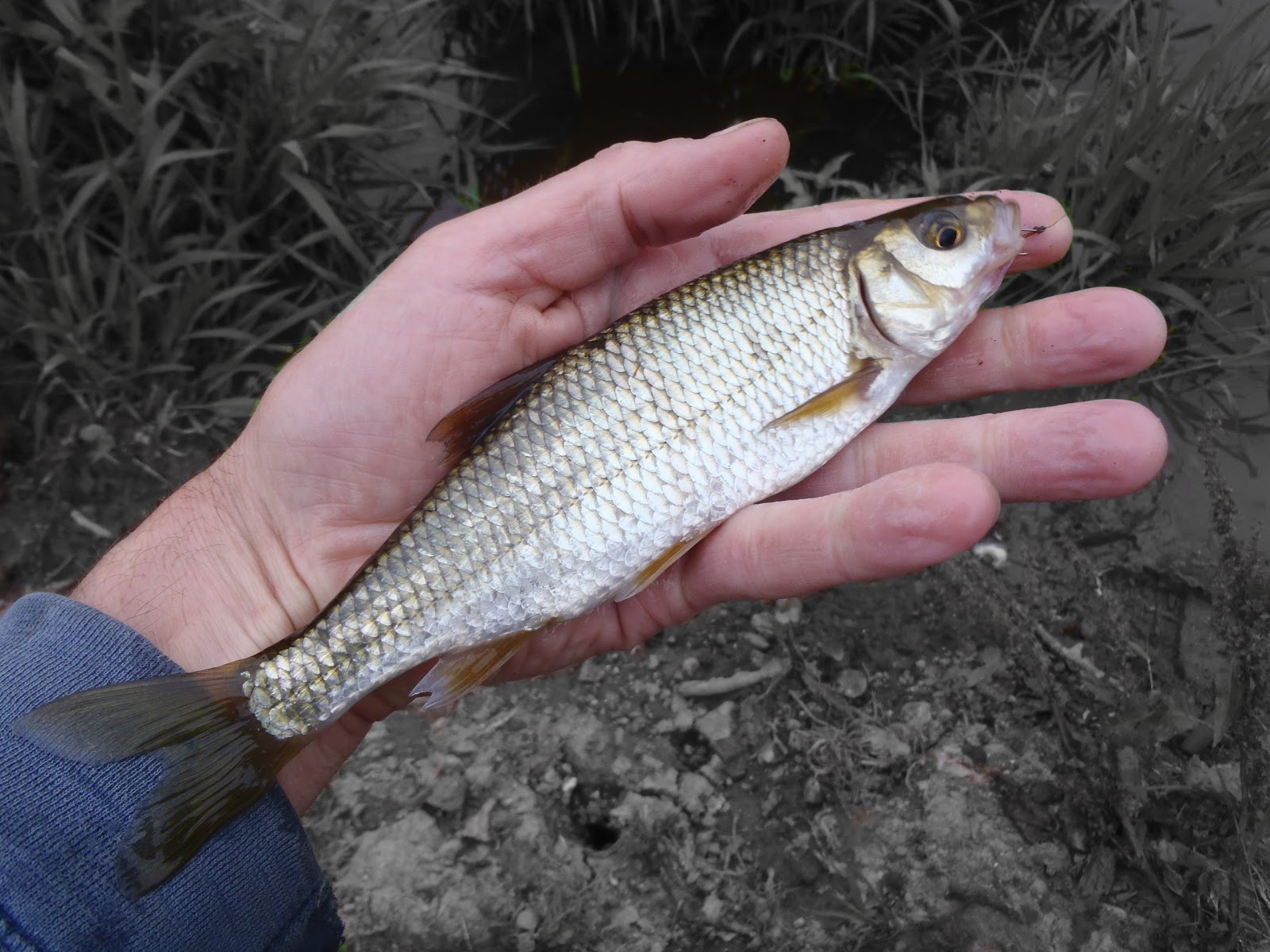 Idler's Quest Avon Chub & Dace — 360 Degrees of Play