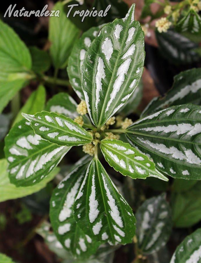 Detalles de las hojas de la Pilia de Plata, Pilea cadierei