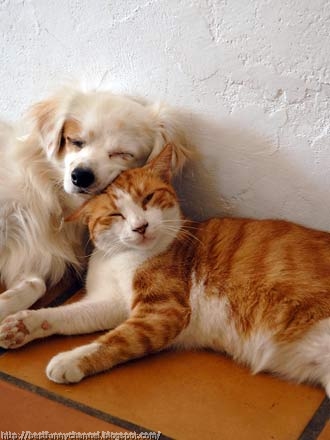 Cat and dog together.
