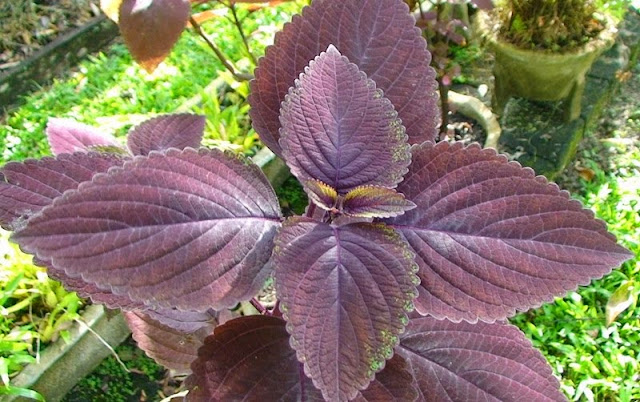 Cara Alami Jernihkan Mata Tanpa Menggunakan Obat Tetes