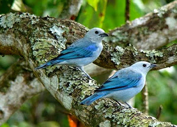 Bellas Aves de El Salvador: Thraupis episcopus (tángara azulejo) Residente