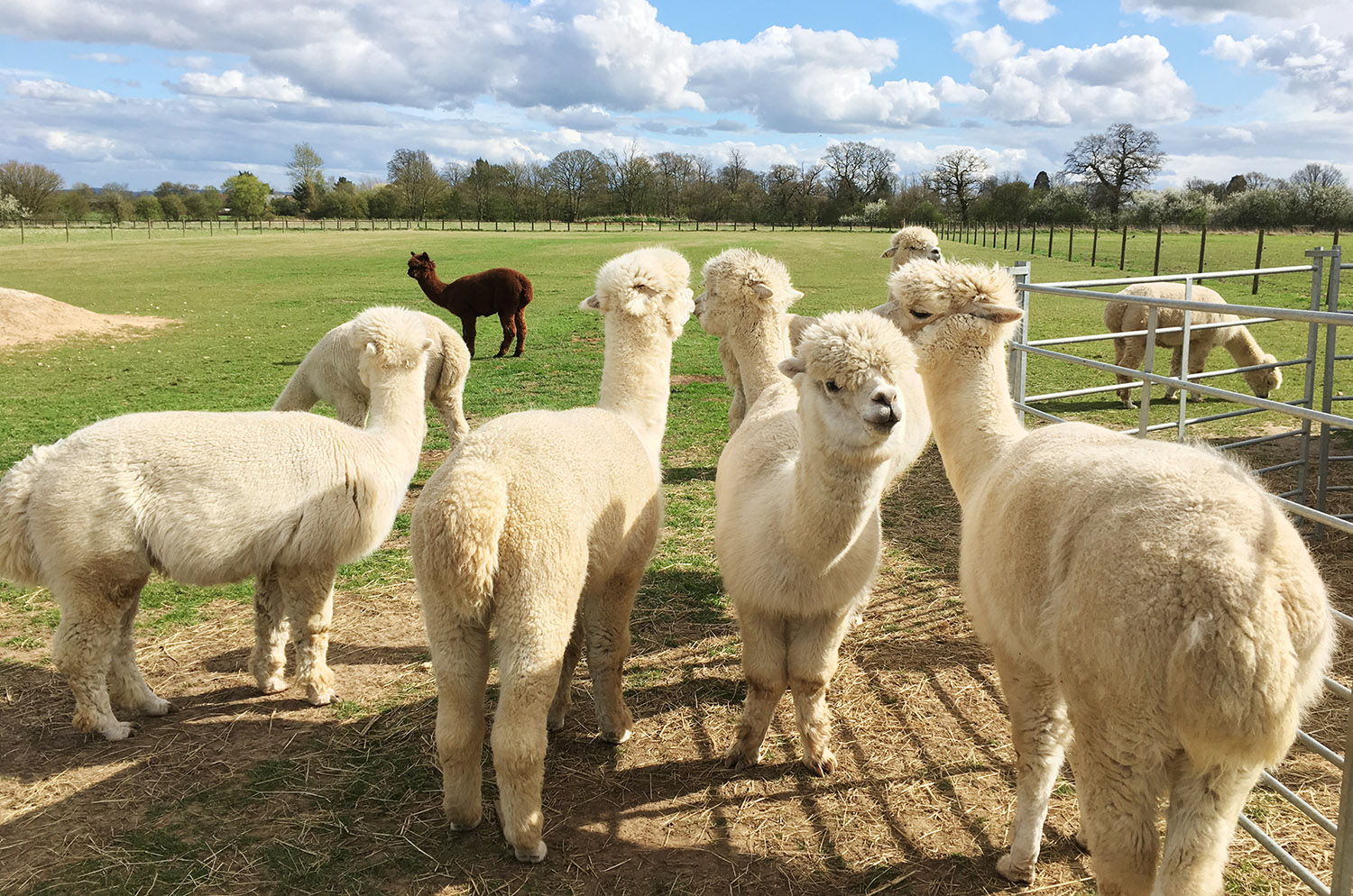 Suatu Hari Bersama Para Alpaca