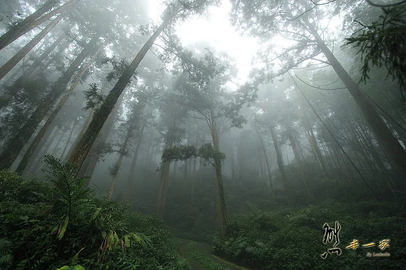 奮起湖石棹景點|龍雲休閒農場森林步道|鐵達尼石 五彩石