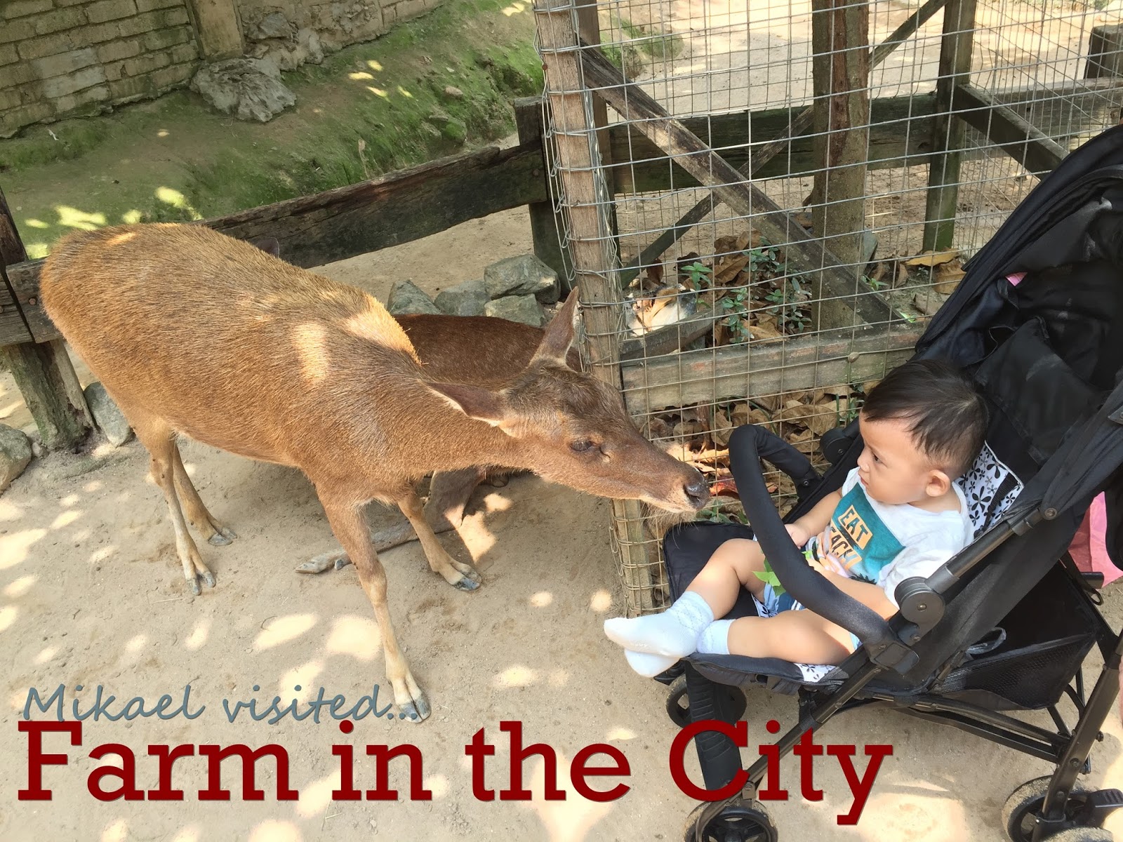 Farm in the city seri kembangan