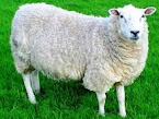 Manfaat mengkonsumsi daging domba bagi tubuh