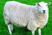 Berternak hewan domba dan cara merawatnya 