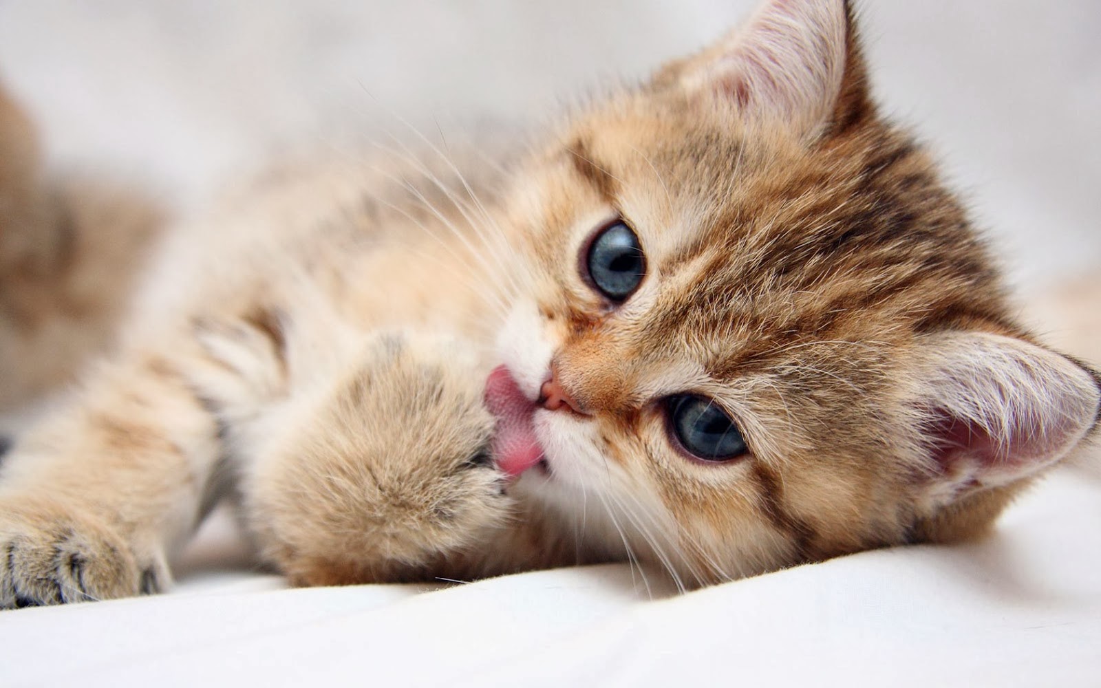 Beautiful Cute Cat HD |Cat Pictures