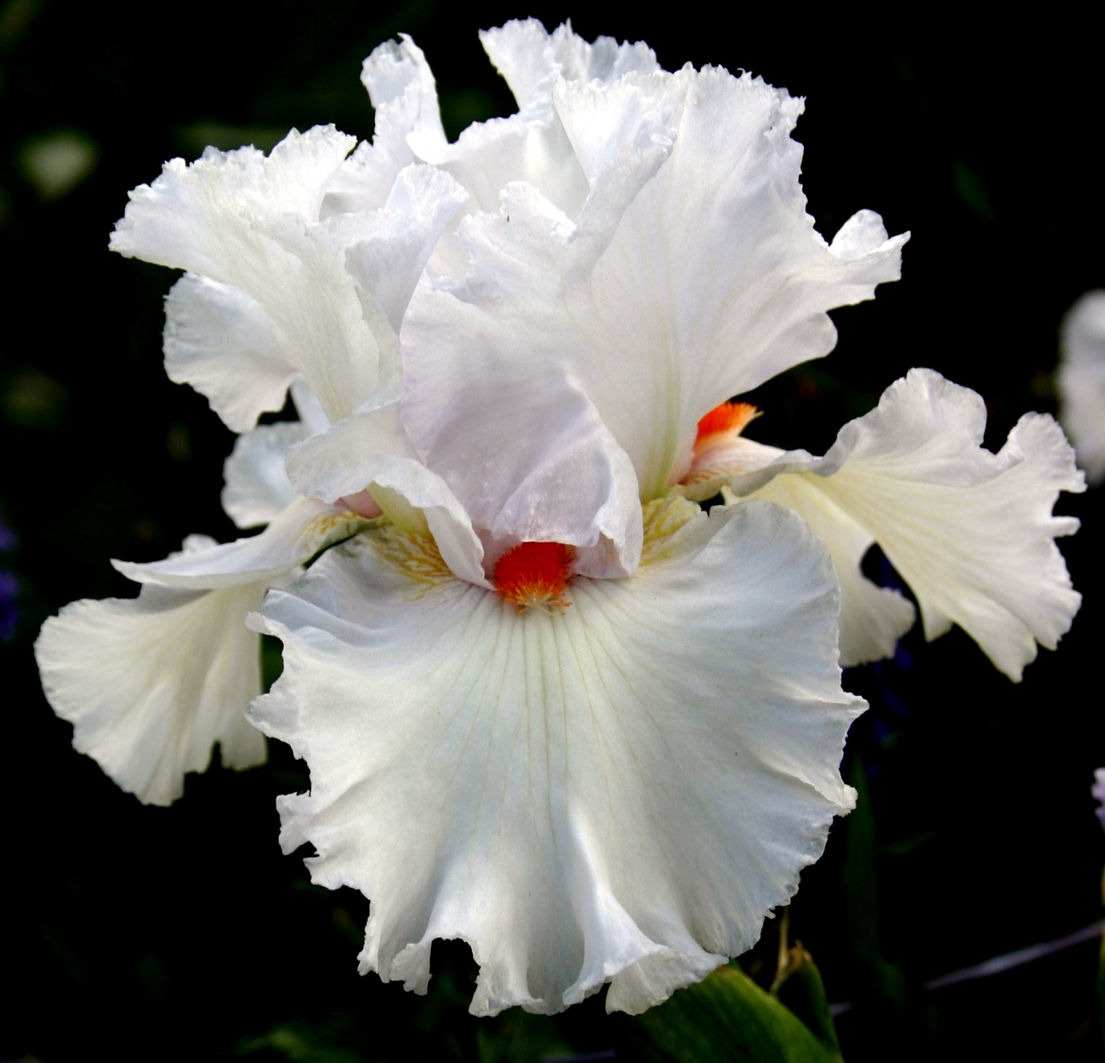 World of Irises "Talking Irises" WHITE TALL BEARDED IRISES "I'm Dreaming of a White Christmas"