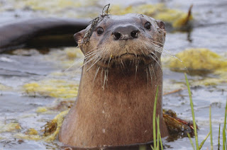 River-Otter_1950-copy.jpg