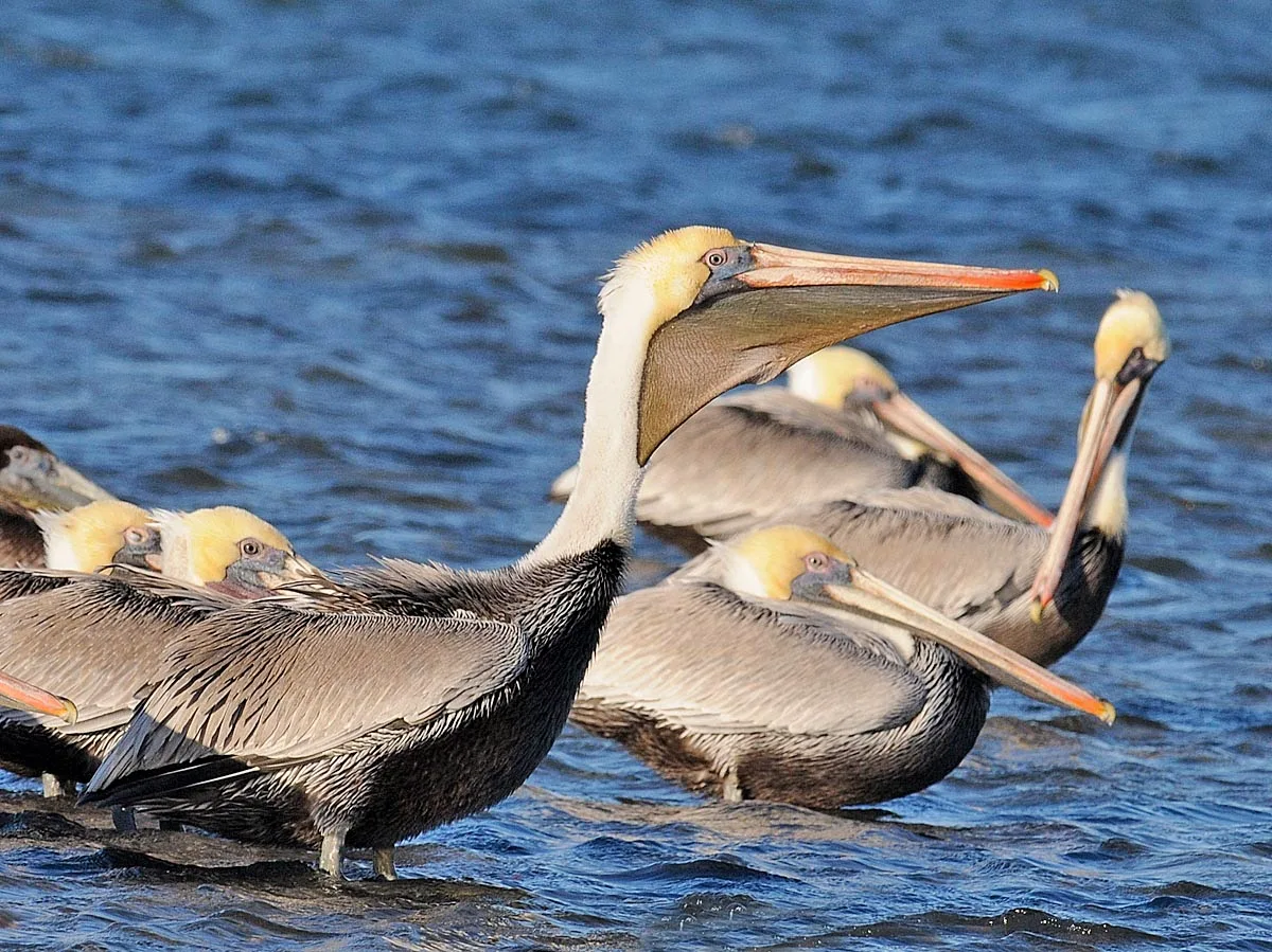 Mesmerizing Pelicans' Zion Williamson Sends Message To Jeremiah Fears After First Start Image in 4K