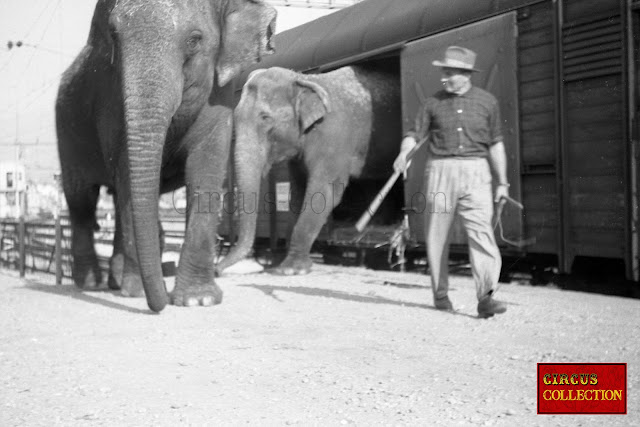 Les éléphants du Cirque National Suisse Knie. sortent de leur wagon