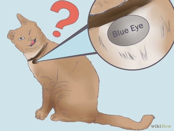 Warrior Cat Names