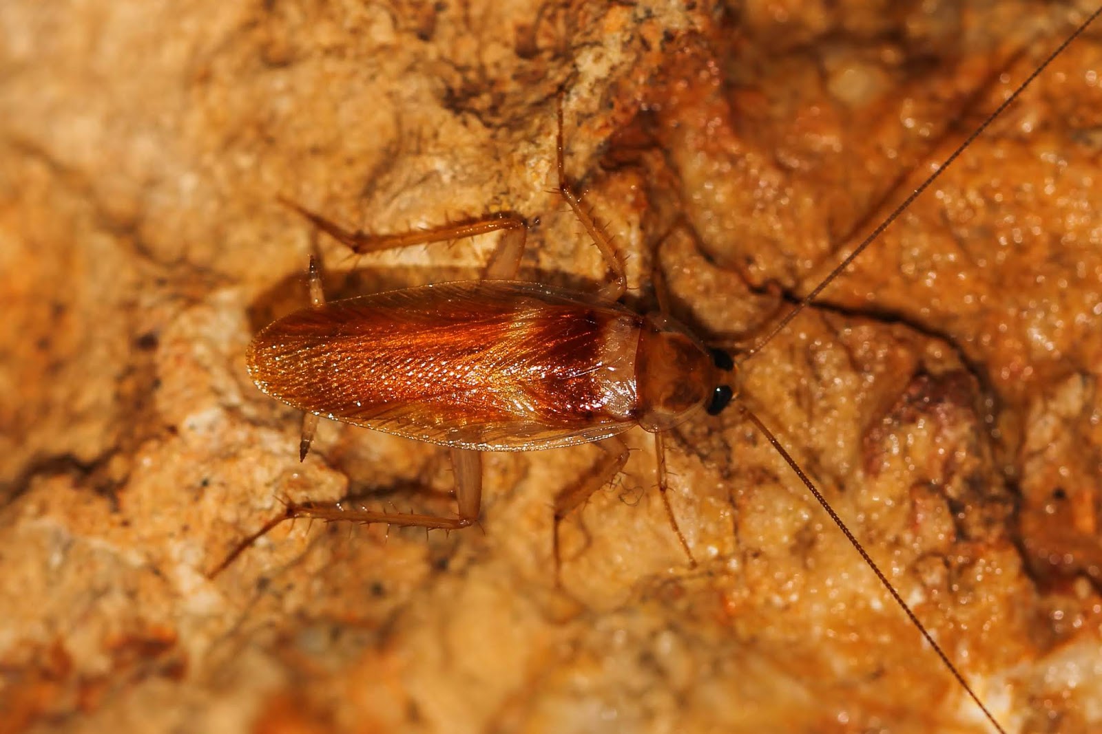 Biodiversity of Cyprus by NGO Protection of the Natural Heritage and ...