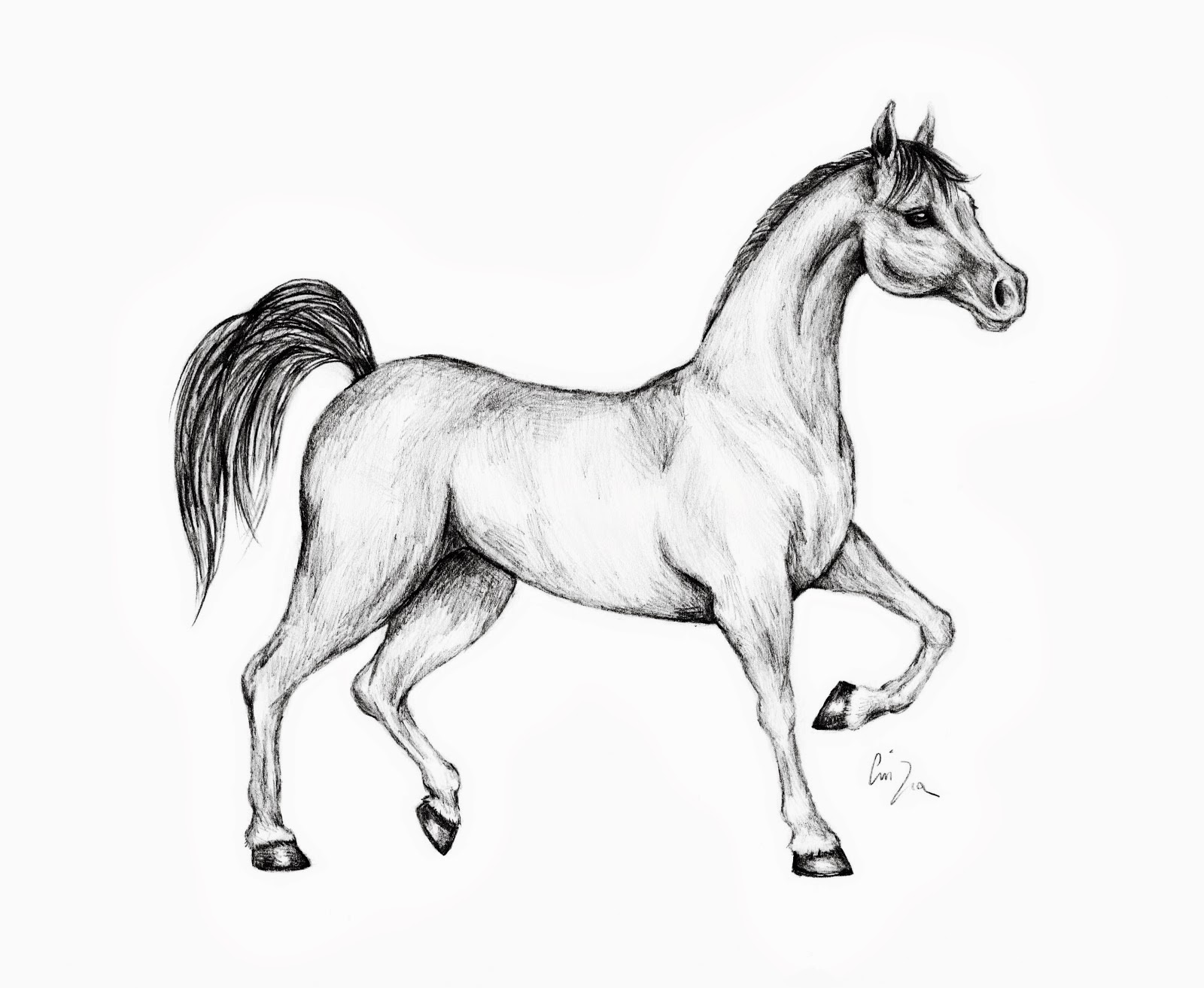 Disegni da colorare di cavalli for Immagini di cavalli da disegnare