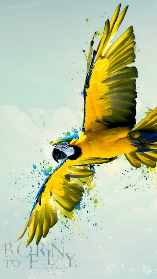 Born To Fly Parrot  Android Best Wallpaper