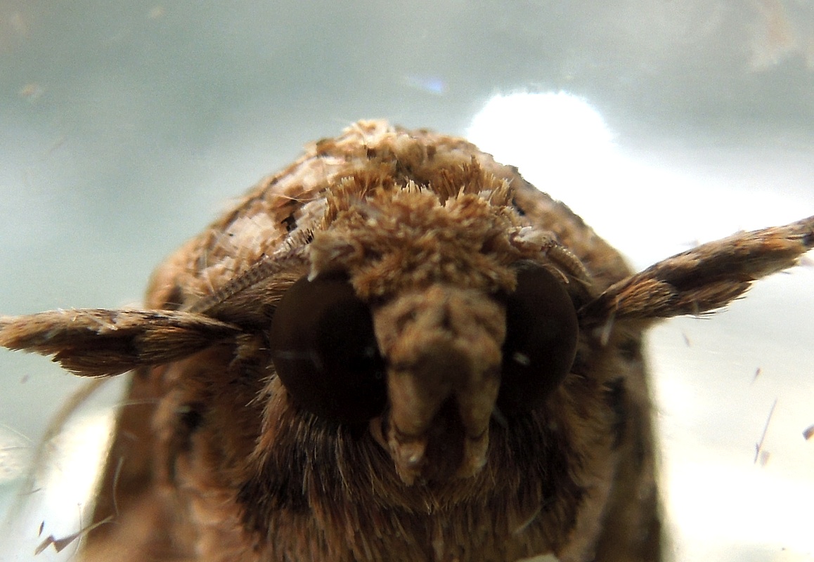 Moths of Southeast Texas: Moth Gallery