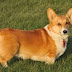 Pembroke Welsh Corgi dog thumbnail