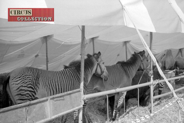 le croisement entre des chevaux et des zèbres 