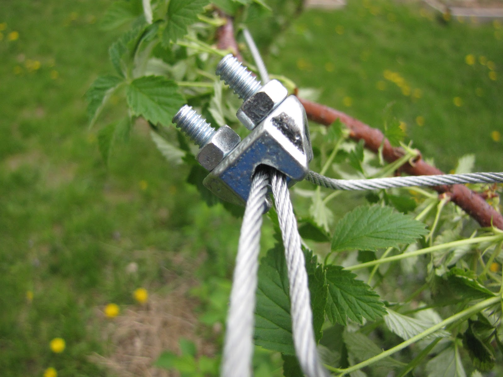 Wright Garden Chronicles Black raspberry trellis