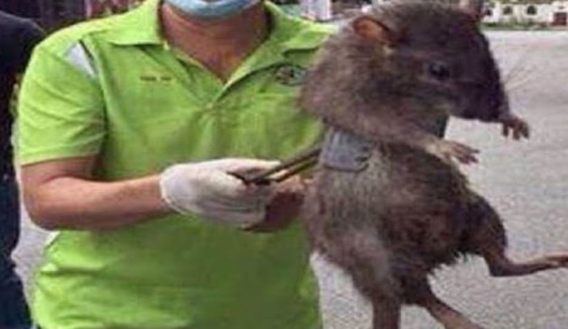 Kirk Tanter Blog Giant Rats Plague New York City As 4 Homeless Men kirk-tanter-blog-giant-rats-plague-new-york-city-as-4-homeless-men