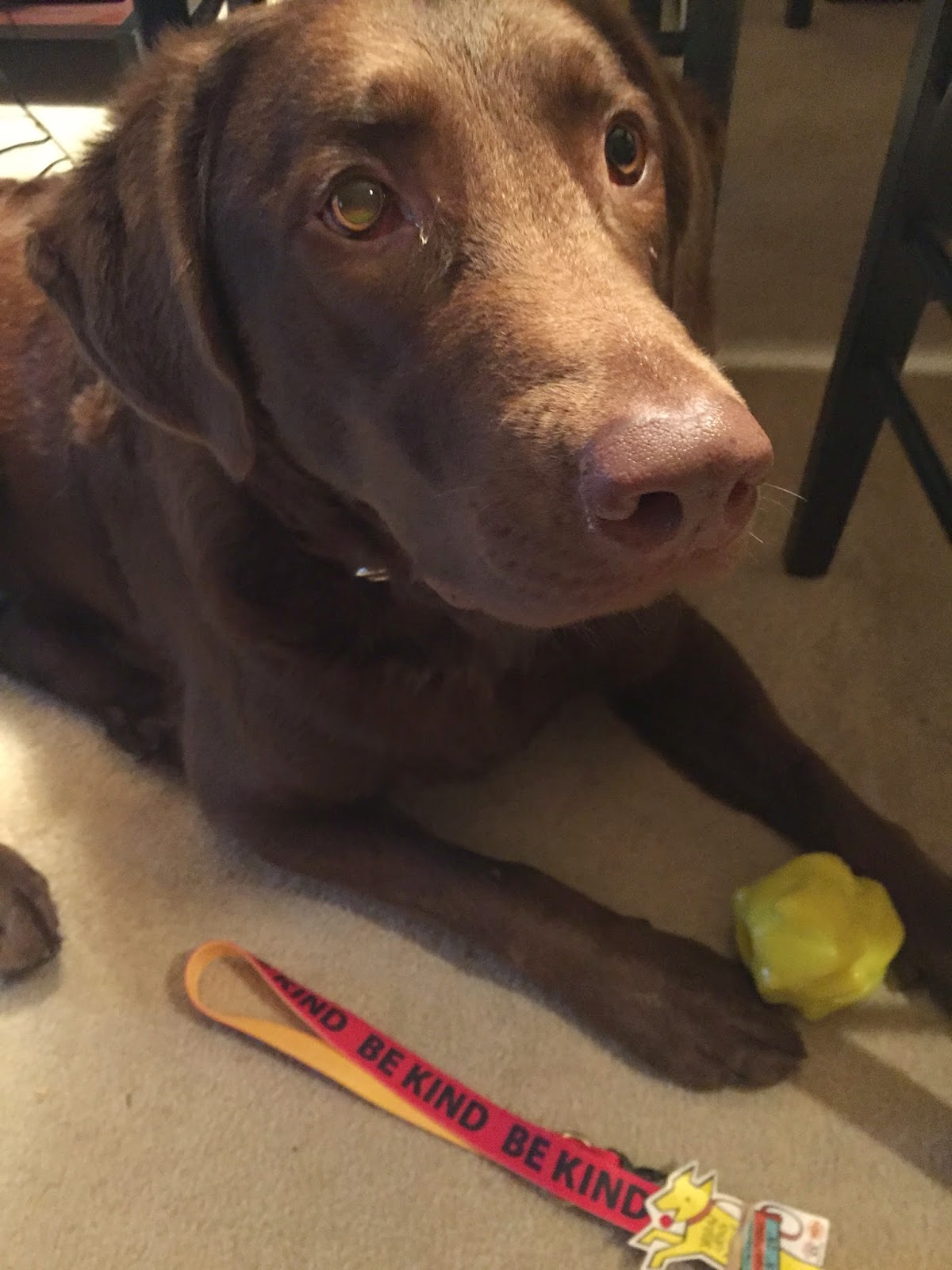 Team Toby A Dog With A Blog On A Kindness Mission Dog Collars With 