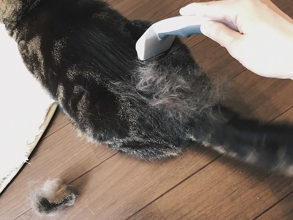 キジトラ猫の背中にかき集められた毛
