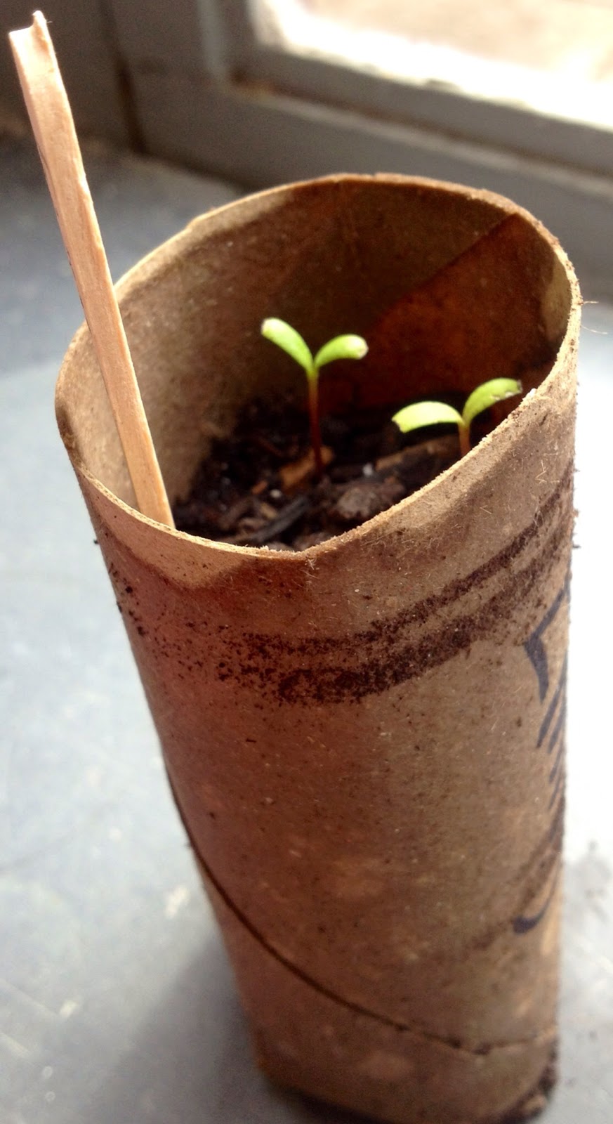 Kindergarten Is Crazy Fun Easy Earth Day Planting Recycling Project 