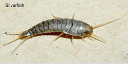 centipedes they fish leggers silverfish bugs bite humans few