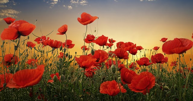 خلفيات ورود جميلة جدا 2020 بجودة عالية للكمبيوتر