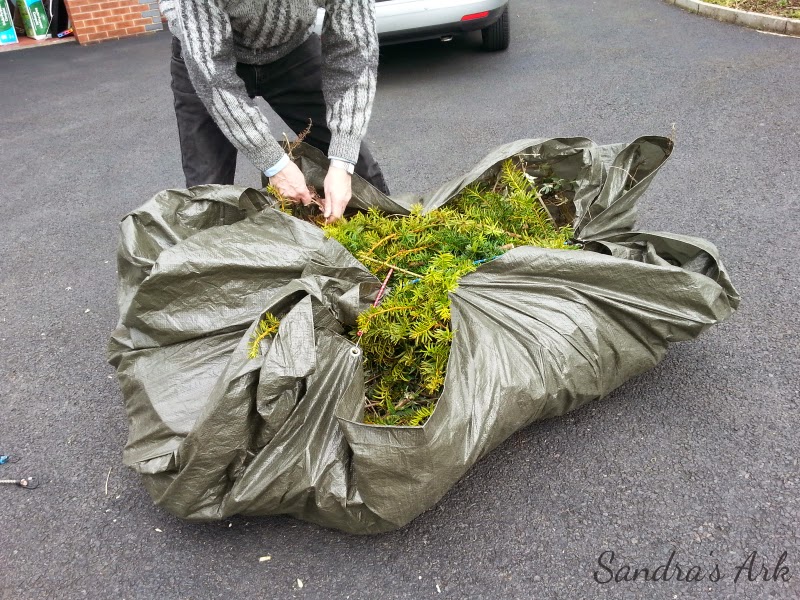 Elephant S Eye Buddleja Salviifolia Sagewood