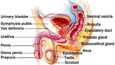 The Male Anatomy | Male Reproductive System