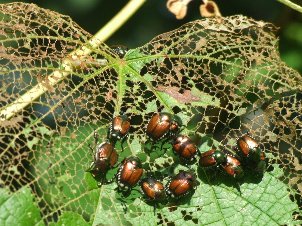 My Carolina Yard Japanese Beetles!!!!