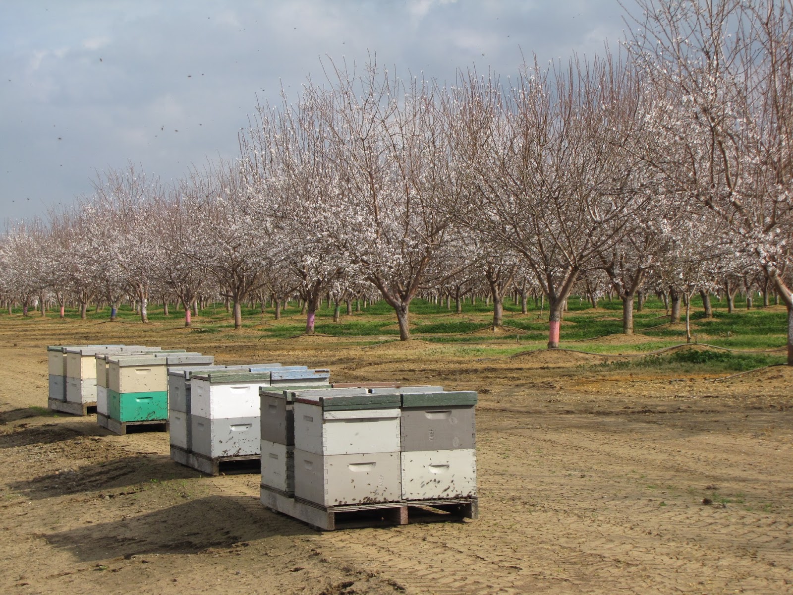 Buzzing Across America Commercial Beekeeping
