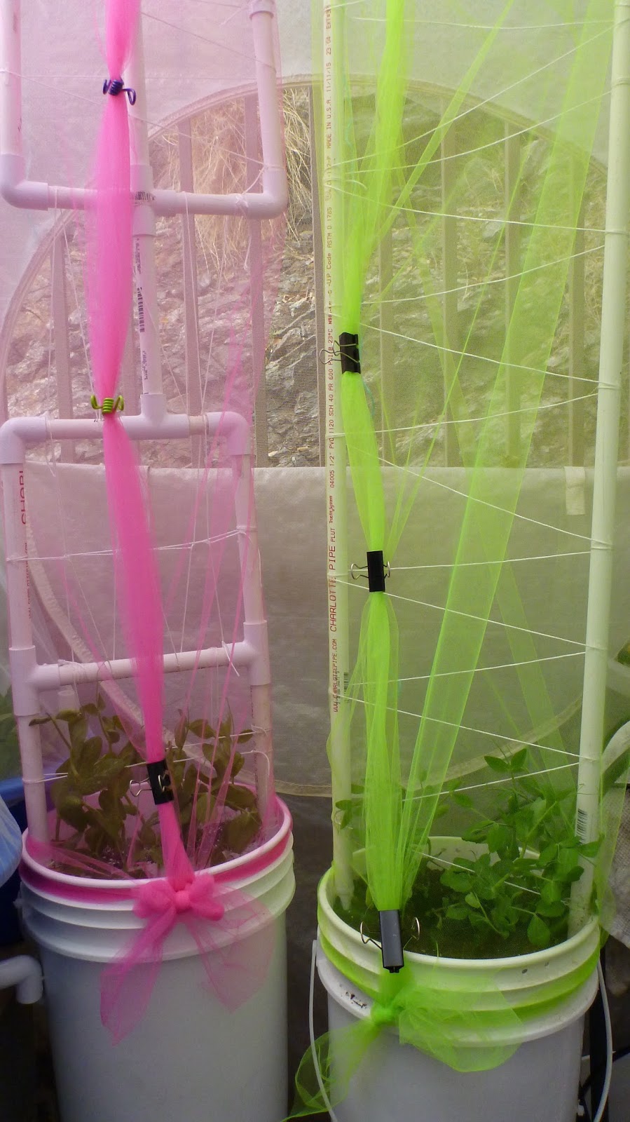 PREPPER PANTRY GARDEN Basic Dutch Bucket Set Up