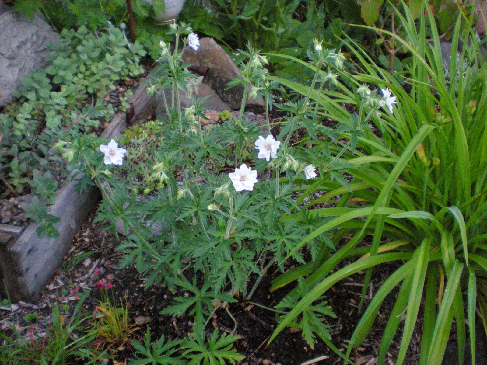 Living The Life In Saint Aignan Spiraea Japonica