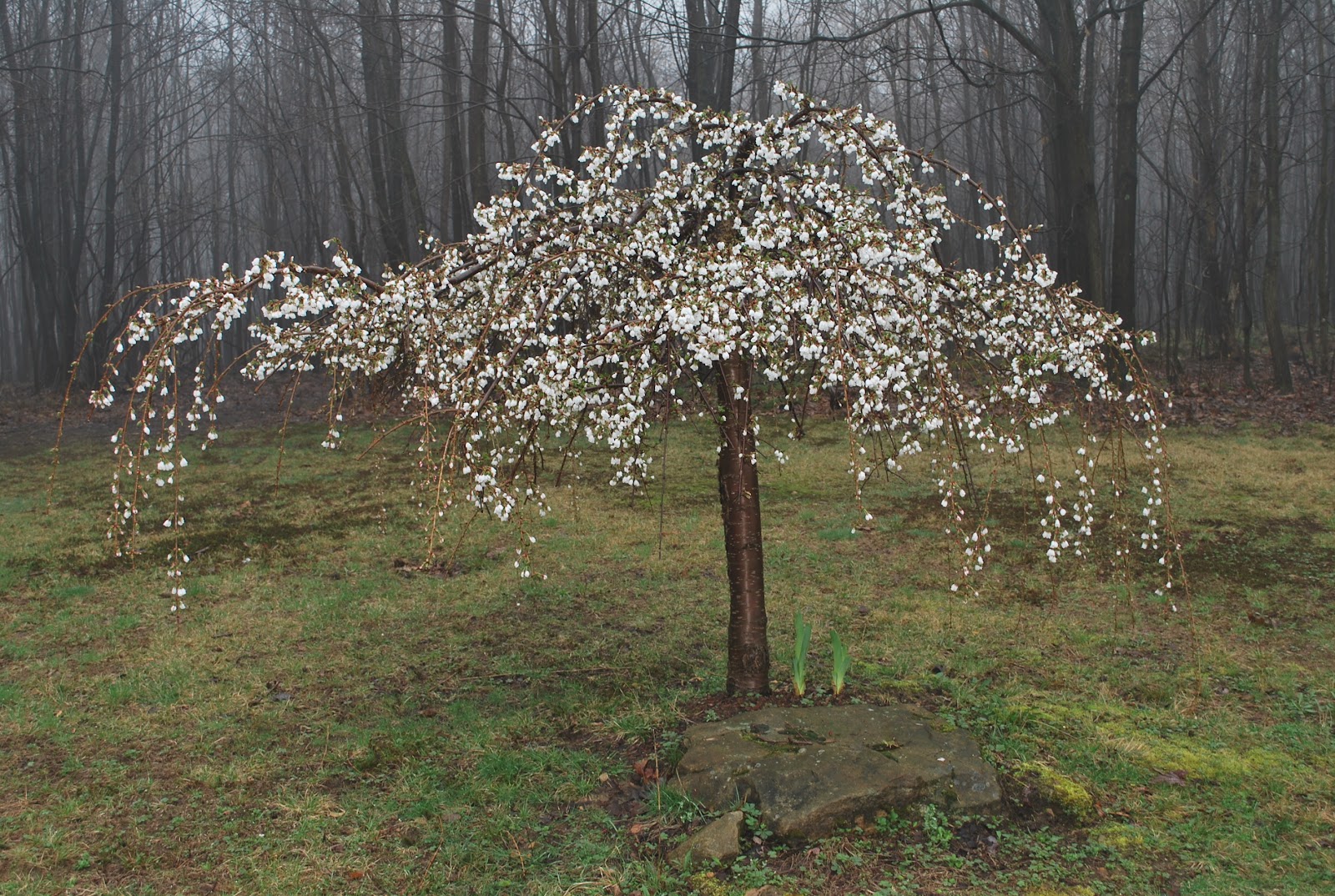 Weeping Flowering Cherry Tree White White Weeping Cherry, 46 feet