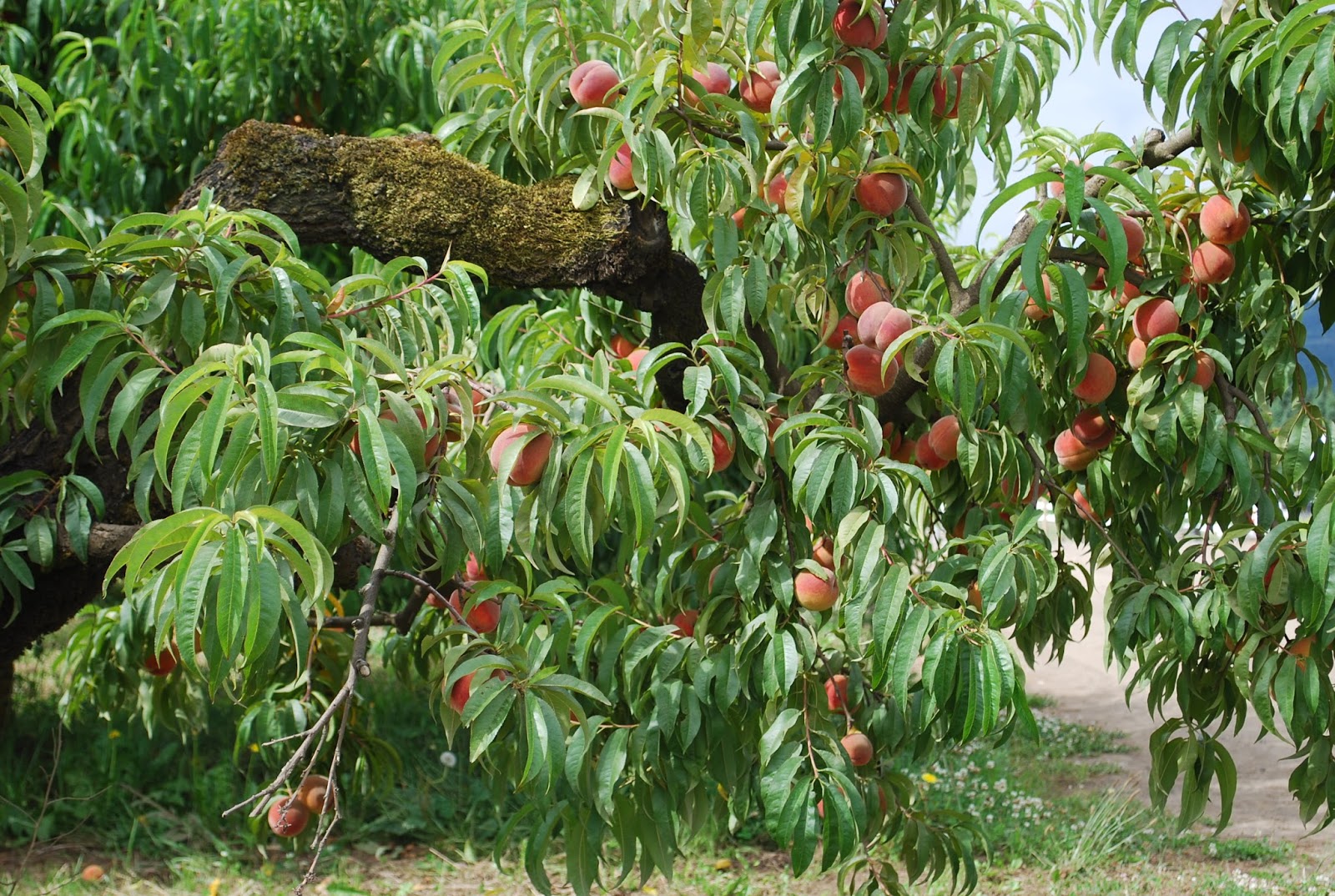the farmer's wife Red Haven Peaches